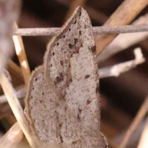 Taxeotis intextata at Canberra Central, ACT - 13 Oct 2023