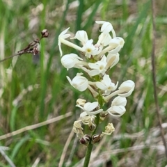 Stackhousia monogyna (Creamy Candles) at Stromlo, ACT - 14 Oct 2023 by trevorpreston