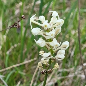 Stackhousia monogyna at Stromlo, ACT - 14 Oct 2023 02:25 PM