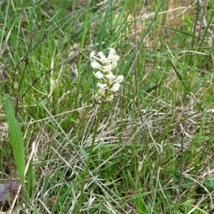 Stackhousia monogyna at Stromlo, ACT - 14 Oct 2023 02:25 PM