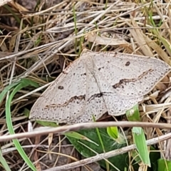 Taxeotis stereospila (Oval-spot Taxeotis (Oenochrominae) at Stromlo, ACT - 14 Oct 2023 by trevorpreston