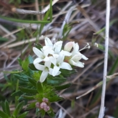 Asperula conferta (Common Woodruff) at Yaouk, NSW - 12 Oct 2023 by JARS