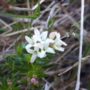 Asperula conferta at Yaouk, NSW - suppressed