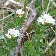 Asperula conferta at Yaouk, NSW - 12 Oct 2023