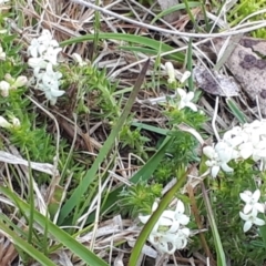 Asperula conferta at Yaouk, NSW - 12 Oct 2023