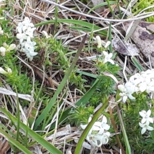 Asperula conferta at Yaouk, NSW - suppressed