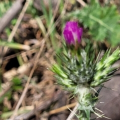 Carduus pycnocephalus (Slender Thistle) at Stromlo, ACT - 14 Oct 2023 by trevorpreston