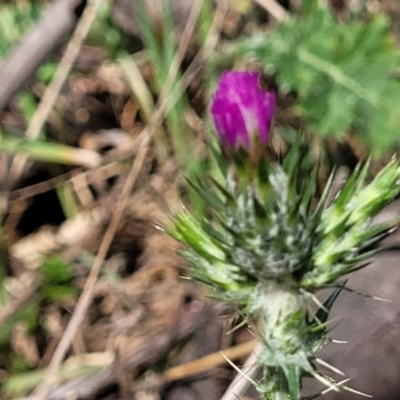 Carduus pycnocephalus (Slender Thistle) at Stromlo, ACT - 14 Oct 2023 by trevorpreston