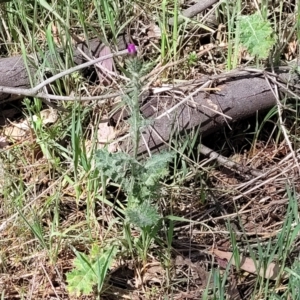 Carduus pycnocephalus at Stromlo, ACT - 14 Oct 2023