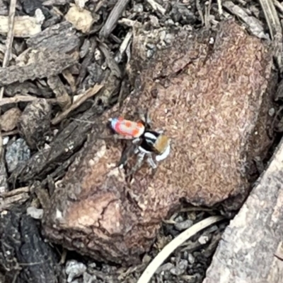 Maratus pavonis (Dunn's peacock spider) at Bungendore, NSW - 14 Oct 2023 by Skip351