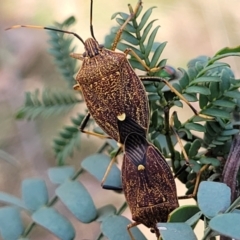 Poecilometis strigatus (Gum Tree Shield Bug) at Stromlo, ACT - 14 Oct 2023 by trevorpreston