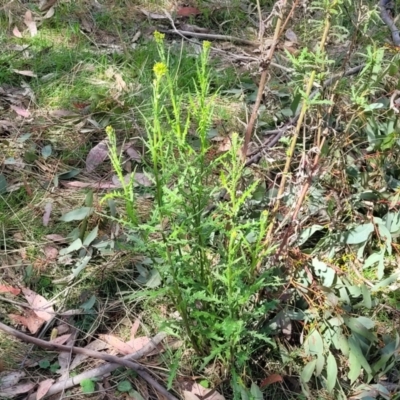 Senecio hispidulus (Hill Fireweed) at Uriarra TSR - 14 Oct 2023 by trevorpreston