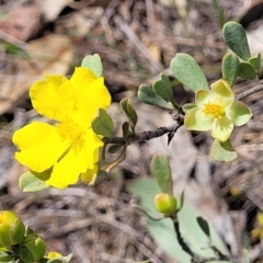 Hibbertia obtusifolia (Grey Guinea-flower) at Uriarra TSR - 14 Oct 2023 by trevorpreston