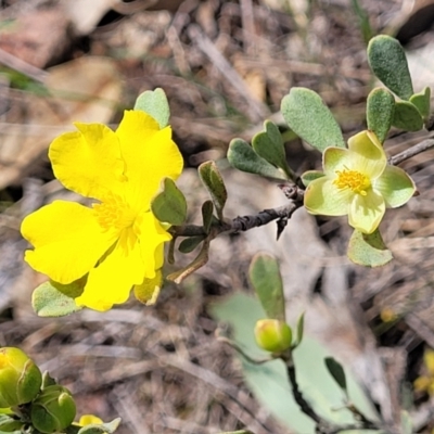 Hibbertia obtusifolia (Grey Guinea-flower) at Uriarra TSR - 14 Oct 2023 by trevorpreston