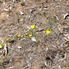 Hibbertia obtusifolia at Stromlo, ACT - 14 Oct 2023 02:21 PM