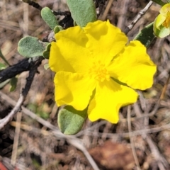 Hibbertia obtusifolia at Stromlo, ACT - 14 Oct 2023