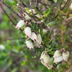 Cryptandra amara (Bitter Cryptandra) at Uriarra TSR - 14 Oct 2023 by trevorpreston