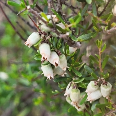 Cryptandra amara (Bitter Cryptandra) at Stromlo, ACT - 14 Oct 2023 by trevorpreston