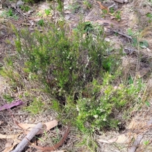 Cryptandra amara at Stromlo, ACT - 14 Oct 2023