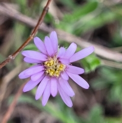 Vittadinia cuneata var. cuneata (Fuzzy New Holland Daisy) at Uriarra TSR - 14 Oct 2023 by trevorpreston