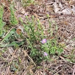 Vittadinia cuneata var. cuneata at Stromlo, ACT - 14 Oct 2023