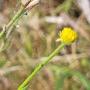 Calotis lappulacea at Stromlo, ACT - 14 Oct 2023