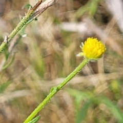 Calotis lappulacea (Yellow Burr Daisy) at Uriarra TSR - 14 Oct 2023 by trevorpreston