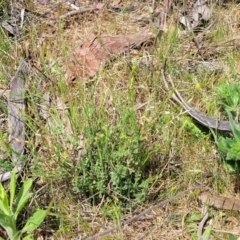 Calotis lappulacea at Stromlo, ACT - 14 Oct 2023 02:18 PM