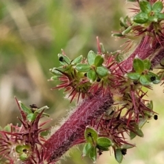 Acaena x ovina (Sheep's Burr) at Uriarra TSR - 14 Oct 2023 by trevorpreston