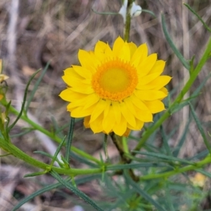 Xerochrysum viscosum at Stromlo, ACT - 14 Oct 2023