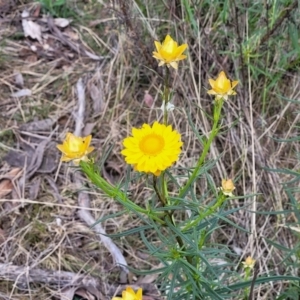 Xerochrysum viscosum at Stromlo, ACT - 14 Oct 2023