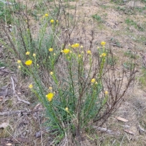 Xerochrysum viscosum at Stromlo, ACT - 14 Oct 2023