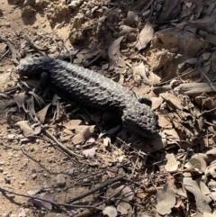 Tiliqua rugosa (Shingleback Lizard) at Mcleods Creek Res (Gundaroo) - 14 Oct 2023 by Skip351