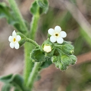 Hackelia suaveolens at Stromlo, ACT - 14 Oct 2023