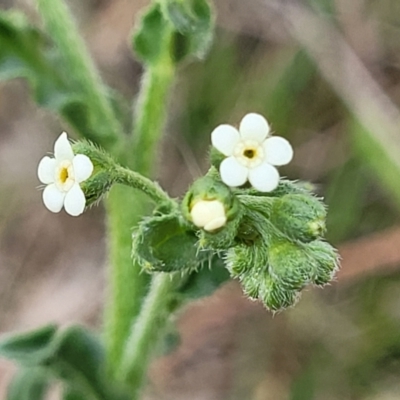 Hackelia suaveolens (Sweet Hounds Tongue) at Stromlo, ACT - 14 Oct 2023 by trevorpreston