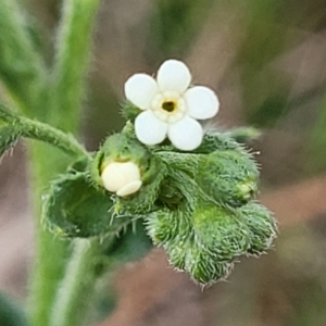 Hackelia suaveolens at Stromlo, ACT - 14 Oct 2023