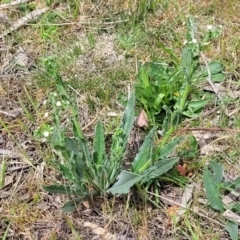 Hackelia suaveolens at Stromlo, ACT - 14 Oct 2023