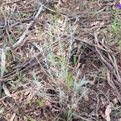 Senecio quadridentatus (Cotton Fireweed) at Uriarra TSR - 14 Oct 2023 by trevorpreston