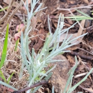 Senecio quadridentatus at Stromlo, ACT - 14 Oct 2023 02:14 PM