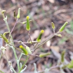 Senecio quadridentatus at Stromlo, ACT - 14 Oct 2023 02:14 PM