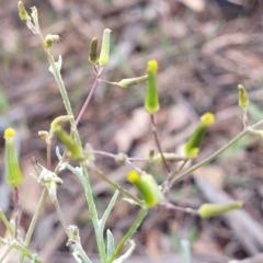 Senecio quadridentatus at Stromlo, ACT - 14 Oct 2023 02:14 PM