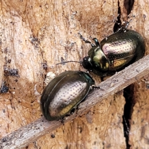 Chrysolina quadrigemina at Stromlo, ACT - 14 Oct 2023