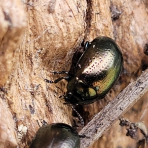 Chrysolina quadrigemina at Stromlo, ACT - 14 Oct 2023