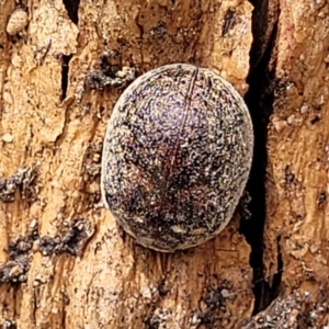Trachymela sp. (genus) at Stromlo, ACT - 14 Oct 2023