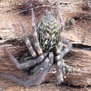 Badumna insignis at Stromlo, ACT - 14 Oct 2023 02:11 PM