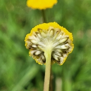 Craspedia variabilis at Stromlo, ACT - suppressed