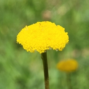 Craspedia variabilis at Stromlo, ACT - suppressed