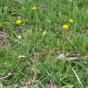 Craspedia variabilis at Stromlo, ACT - suppressed