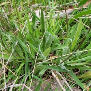 Craspedia variabilis at Stromlo, ACT - suppressed