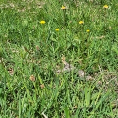 Craspedia variabilis at Stromlo, ACT - suppressed